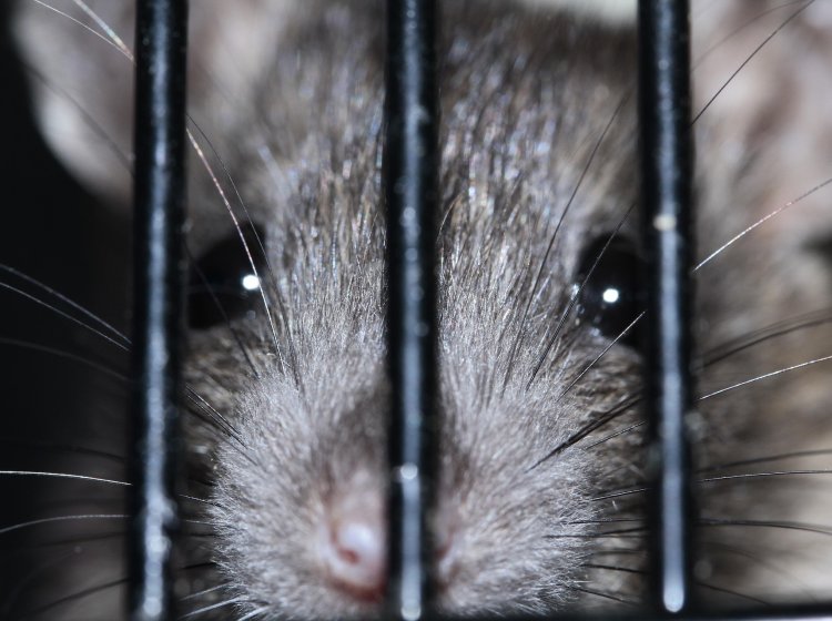 rat_pixabay_Sipa